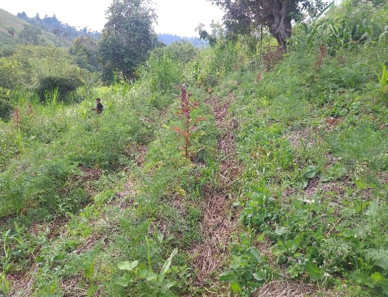 Área de zanahoria en pre-floración. 09-2020