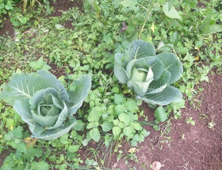 cultivo de col brocoli 07-2020